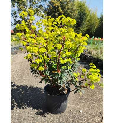 Euphorbia amygdaloides purpurea