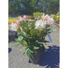 Rhododendrons variés