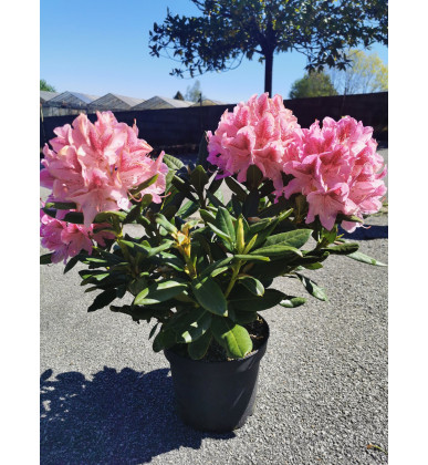 Rhododendrons variés