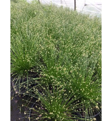 scirpus cernuus fiber optic grass