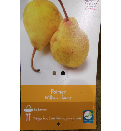 Poirier "WILLIAM" jaune - "William's Bon Chrétien"