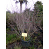 Aronia arbutifolia "Brillant"