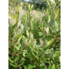 Aronia arbutifolia "Brillant"