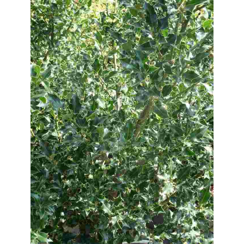 Ilex Aquifolium 'Alaska'