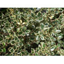 Ilex Aquifolium 'Aureo marginata'