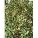 Ilex Aquifolium 'Ferox Aurea'