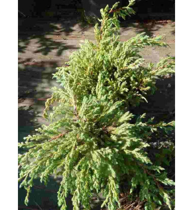 Juniperus Squamata 'blue carpet'
