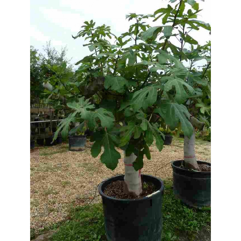 Ficus Carica