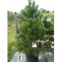 Pinus Austriaca 'Nigra'