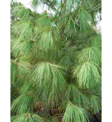 Pinus Wallichiana