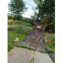 Miscanthus Sinensis 'Early'
