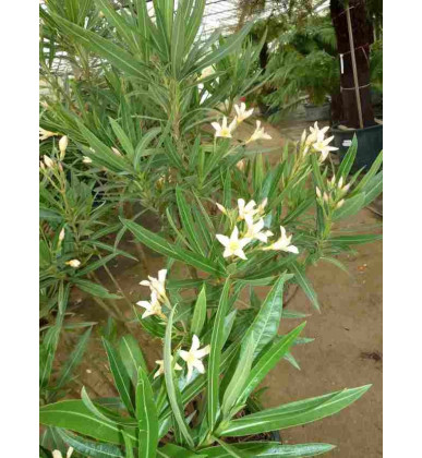 Nerium Oleander 'Souvenir des Iles de Capri'