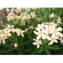 Nerium Oleander 'Angiolo pucci'