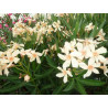 Nerium Oleander 'Angiolo pucci'