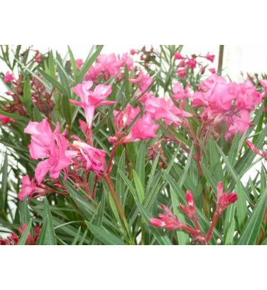 Nerium Oleander 'Antoine'