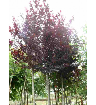 Prunus pissardii