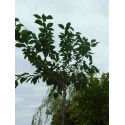 Prunus Serrulata 'Kanzan'