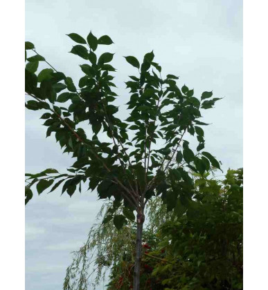 Prunus Serrulata 'Kanzan'