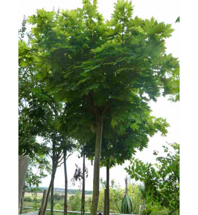 Acer platanoïdes