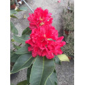 Rhododendron Marketa’s Prize