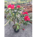Rhododendron Marketa’s Prize