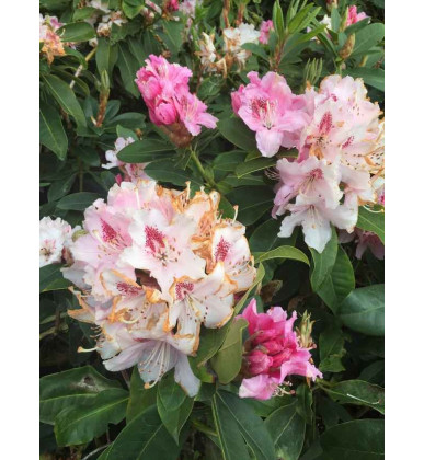 Rhododendron albert schweitzer