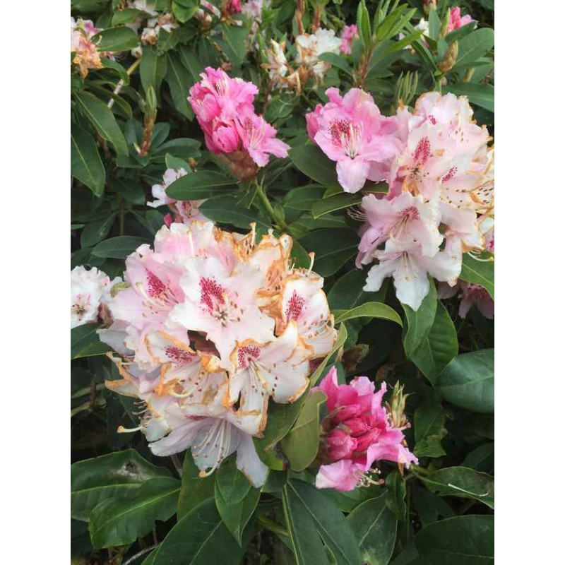 Rhododendron albert schweitzer