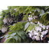 Westringia floribunda 'alba' glycine blanc
