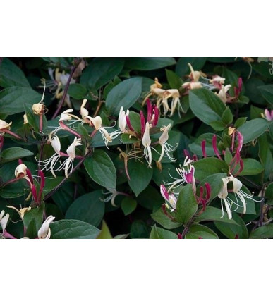 lonicera japonica 'chinensis'