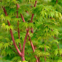 Acer palmatum 'SANGO-KAKU'