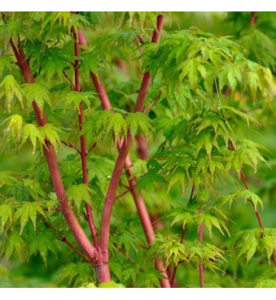 Acer palmatum 'SANGO-KAKU'