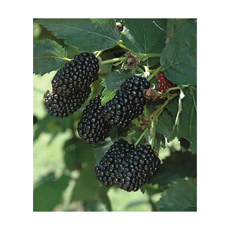 Mûre blackberry