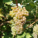 vigne Chasselas Doré de Fontainebleau