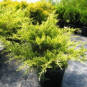 Juniperus x Media 'Old Gold'