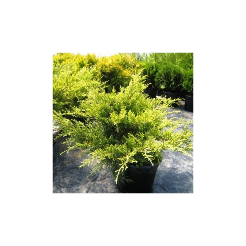 Juniperus x Media 'Old Gold'