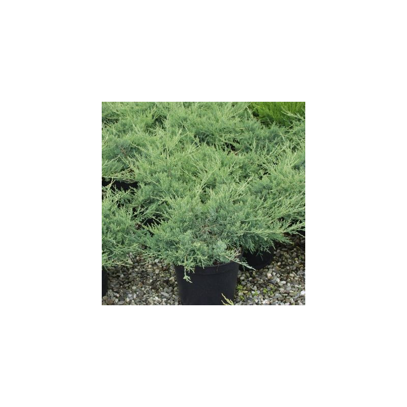 Juniperus pfitzer Glauca
