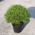 Pinus nigra 'Marie Bregon'