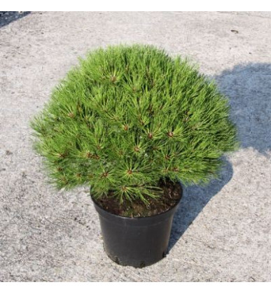 Pinus nigra 'Marie Bregon'
